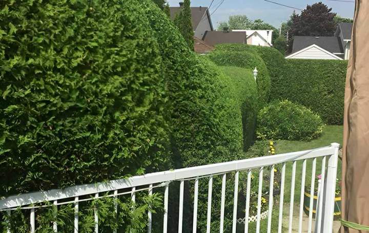 Sculpture de haies Châteauguay