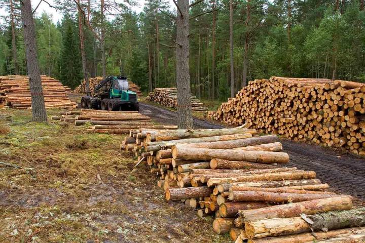 Pour des travaux de déboisement et de débroussaillage réussis.